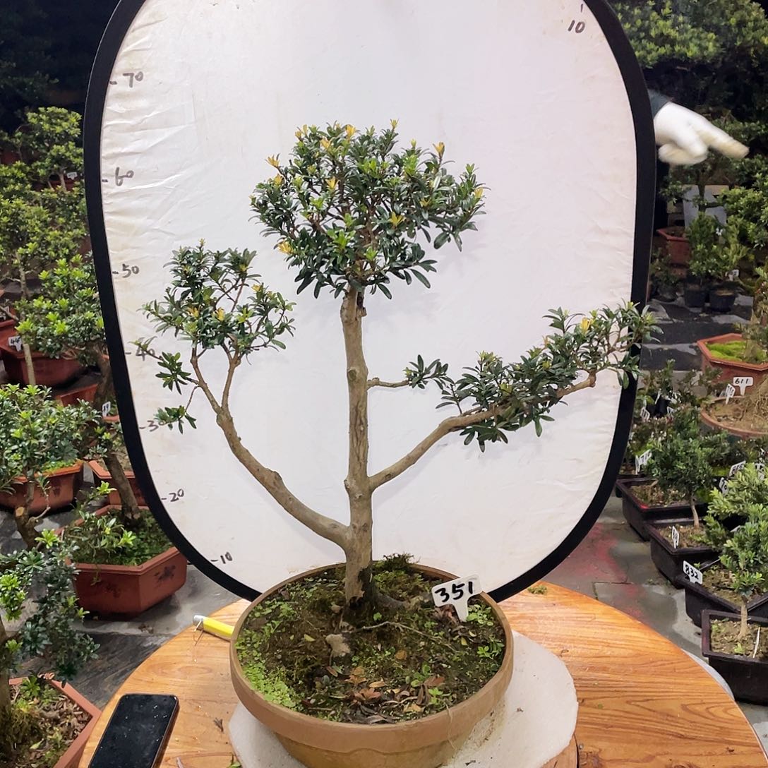 智***者以实际为准罗汉松珍珠351带盆