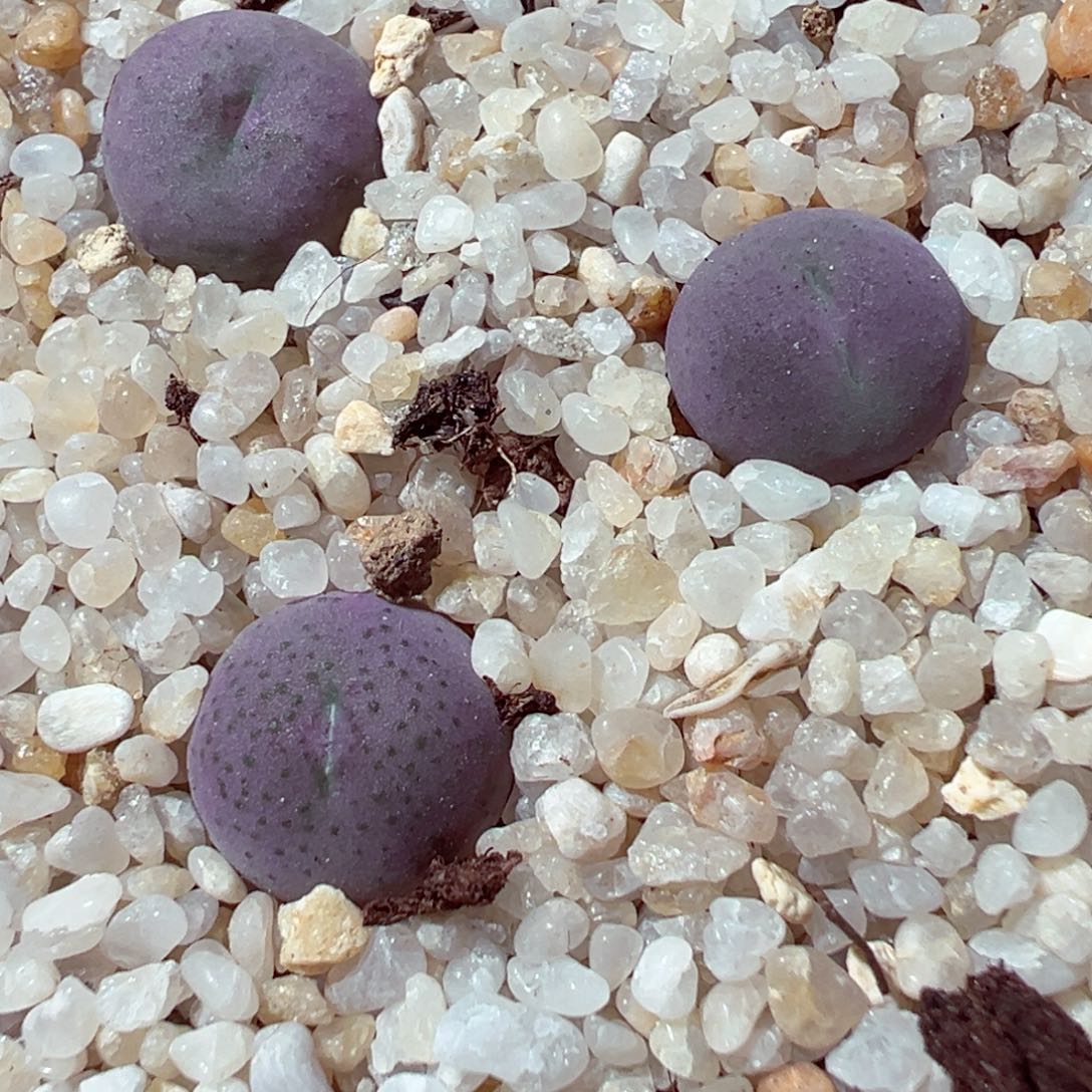 1104-283多肉多肉多肉