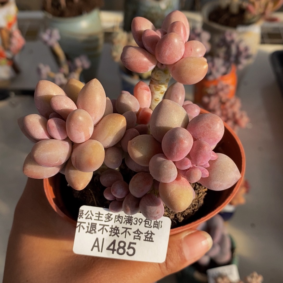 485丸叶汤圆多肉7c m