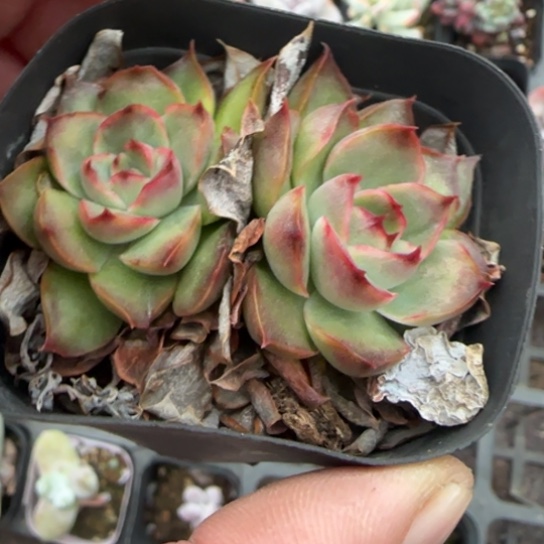 12紫蝴蝶多肉植物多