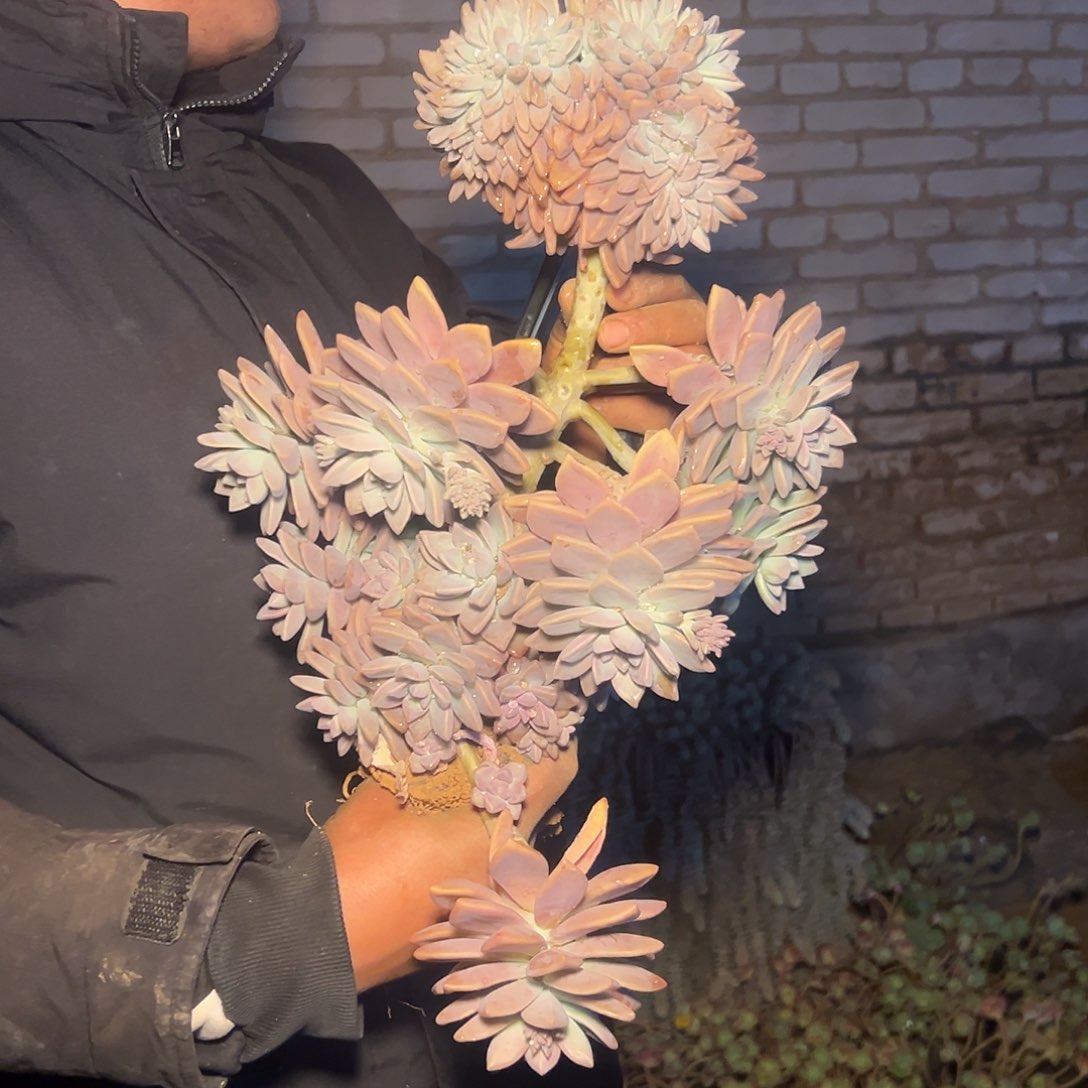 逆**行淡雪缀化造型一棵7067