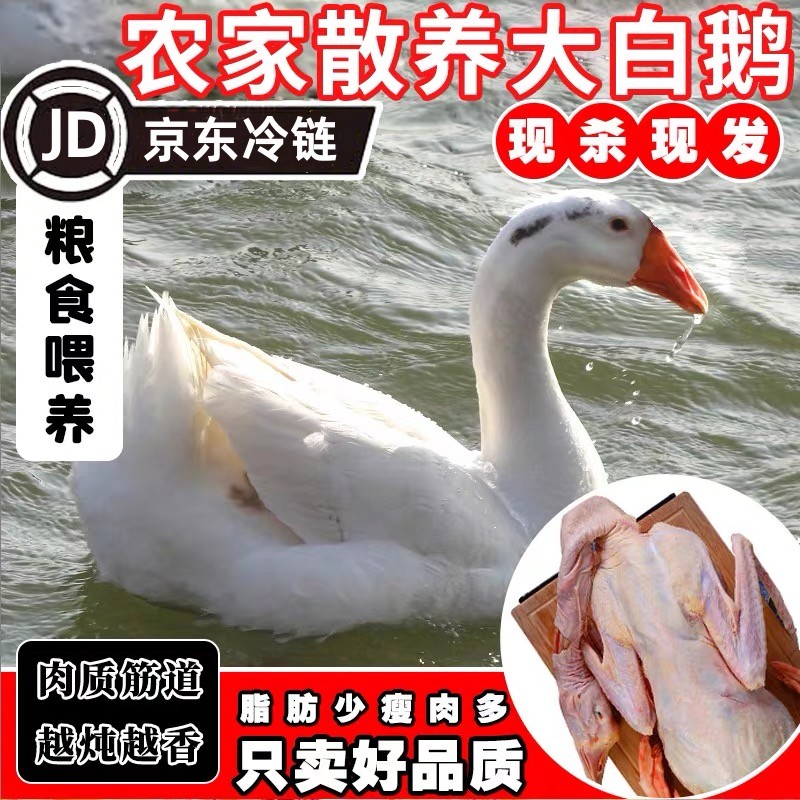 【冷链直达】新鲜大白鹅散养青年鹅肉生鲜两只净重9-10斤带心肝