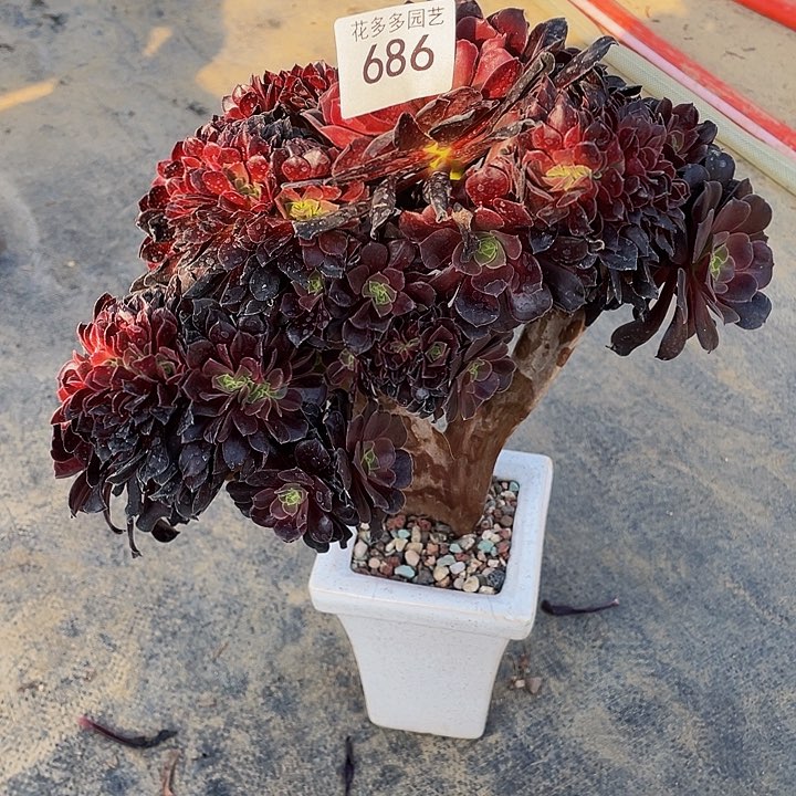 686号欧子法师缀化