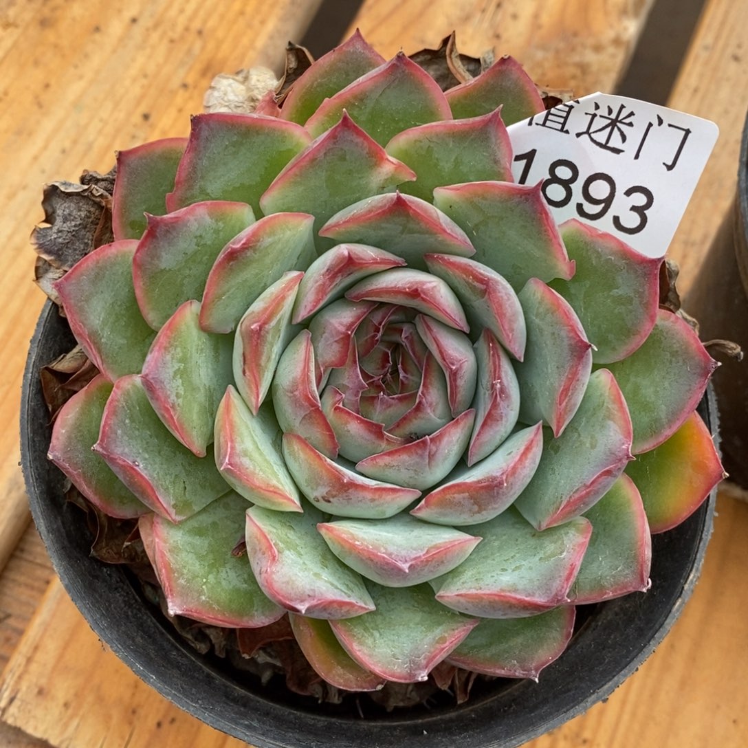 美***姐杂交精品多肉1893~9厘米