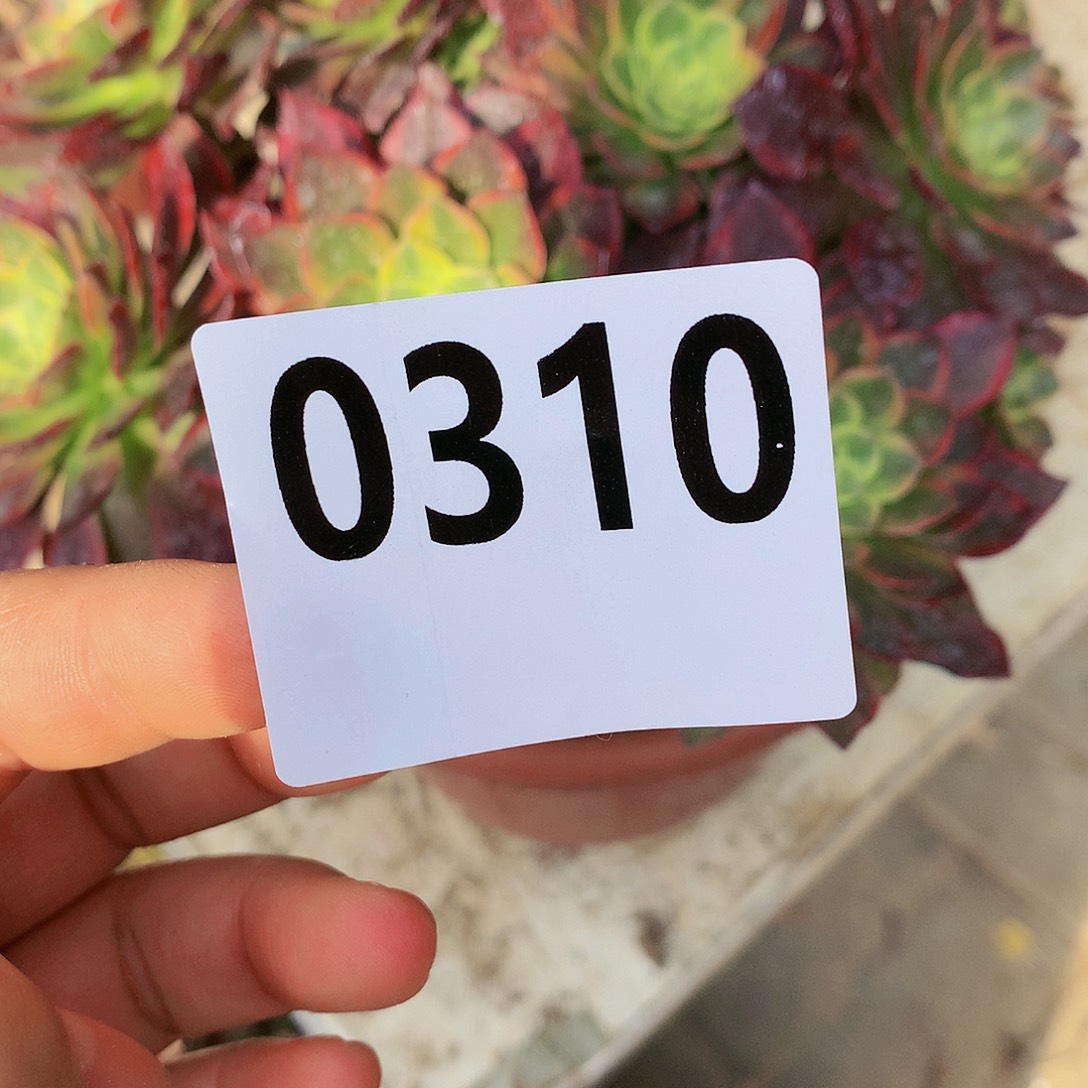莲花座1111111111111111
