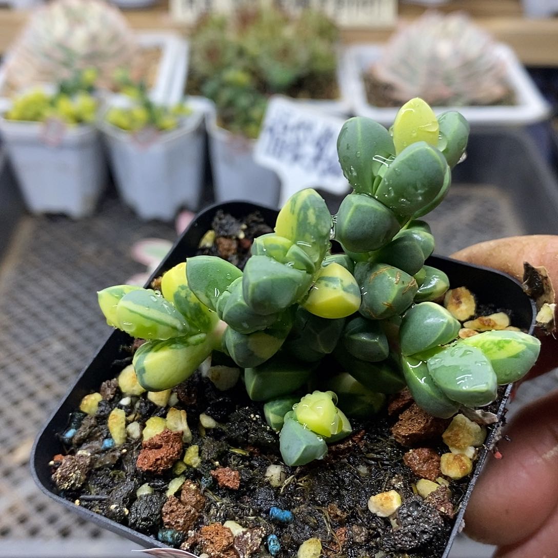 2334 鹿角海棠锦