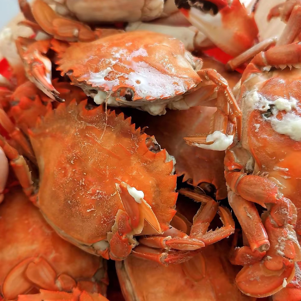 二界沟本海花盖蟹公母混发中号59.9三斤顺丰包邮