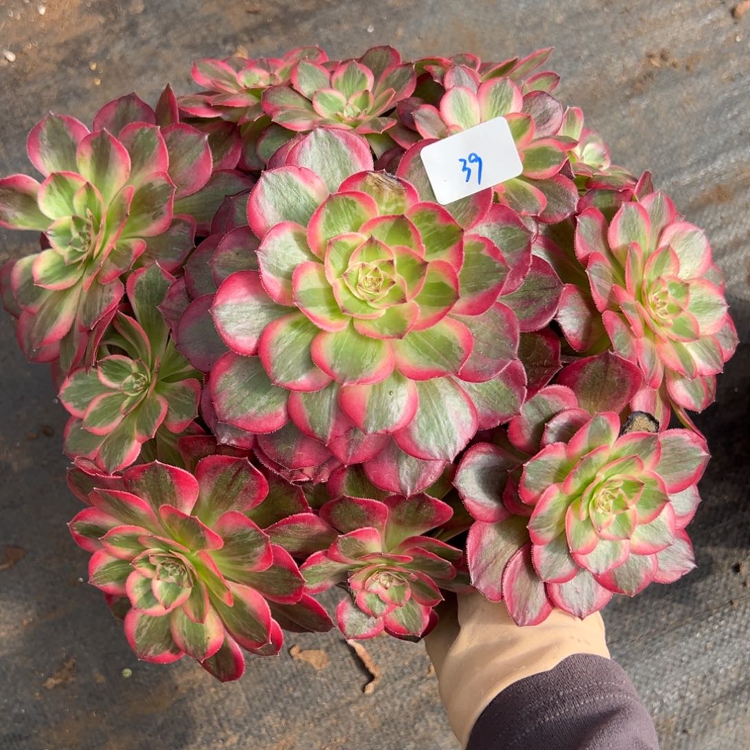 39云荷多肉嘻嘻嘻嘻