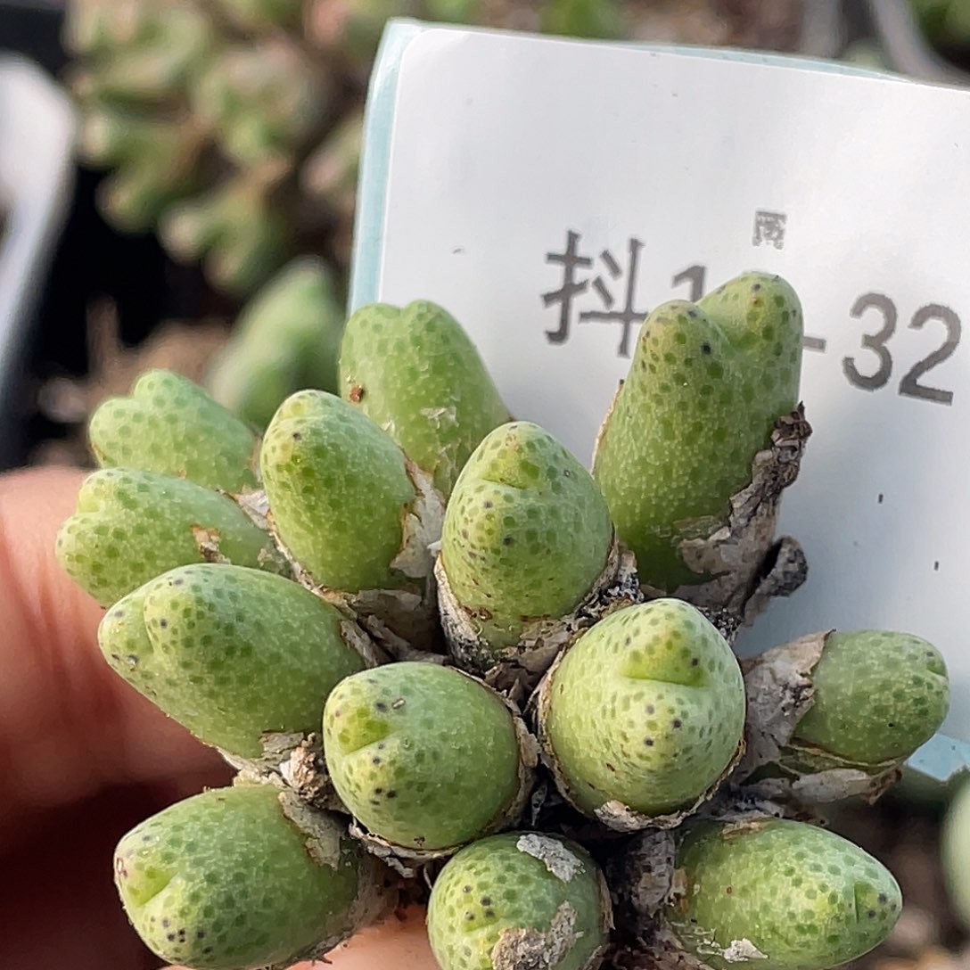 19-32草莓斑马肉锥