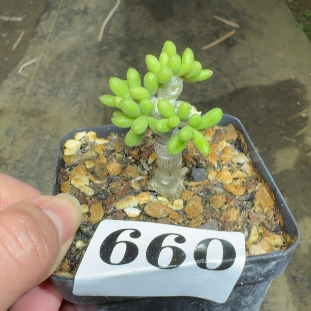 奇峰锦诱惑脱土不包叶子多肉