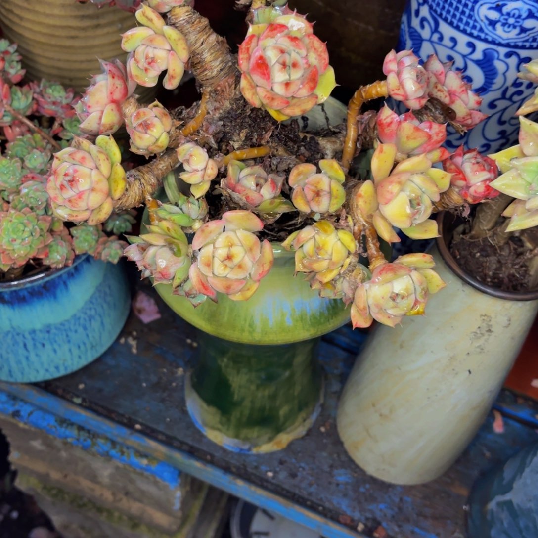 光***狂老桩精品肉肉本巴