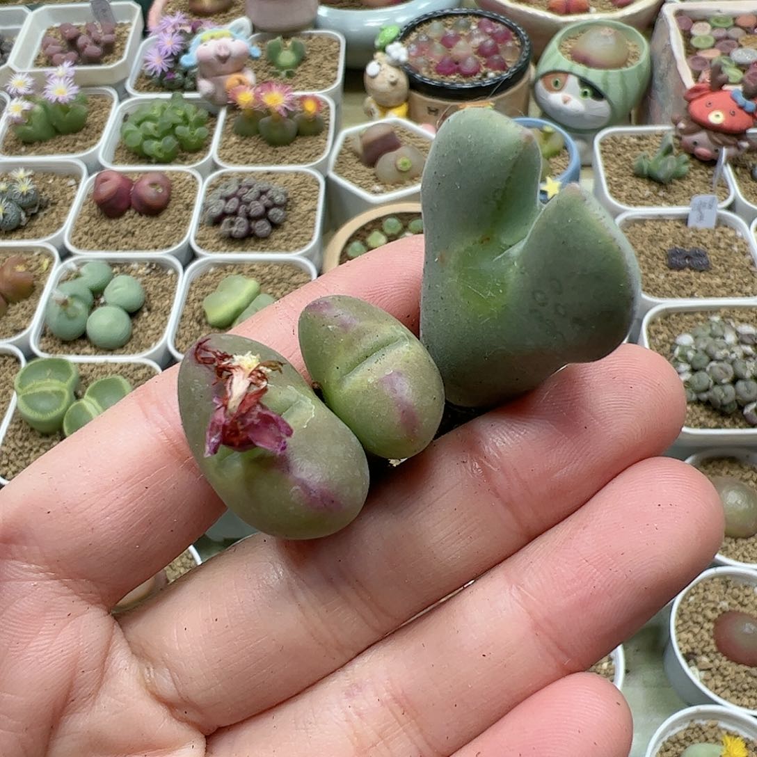 【闪购商品】185  开播福利