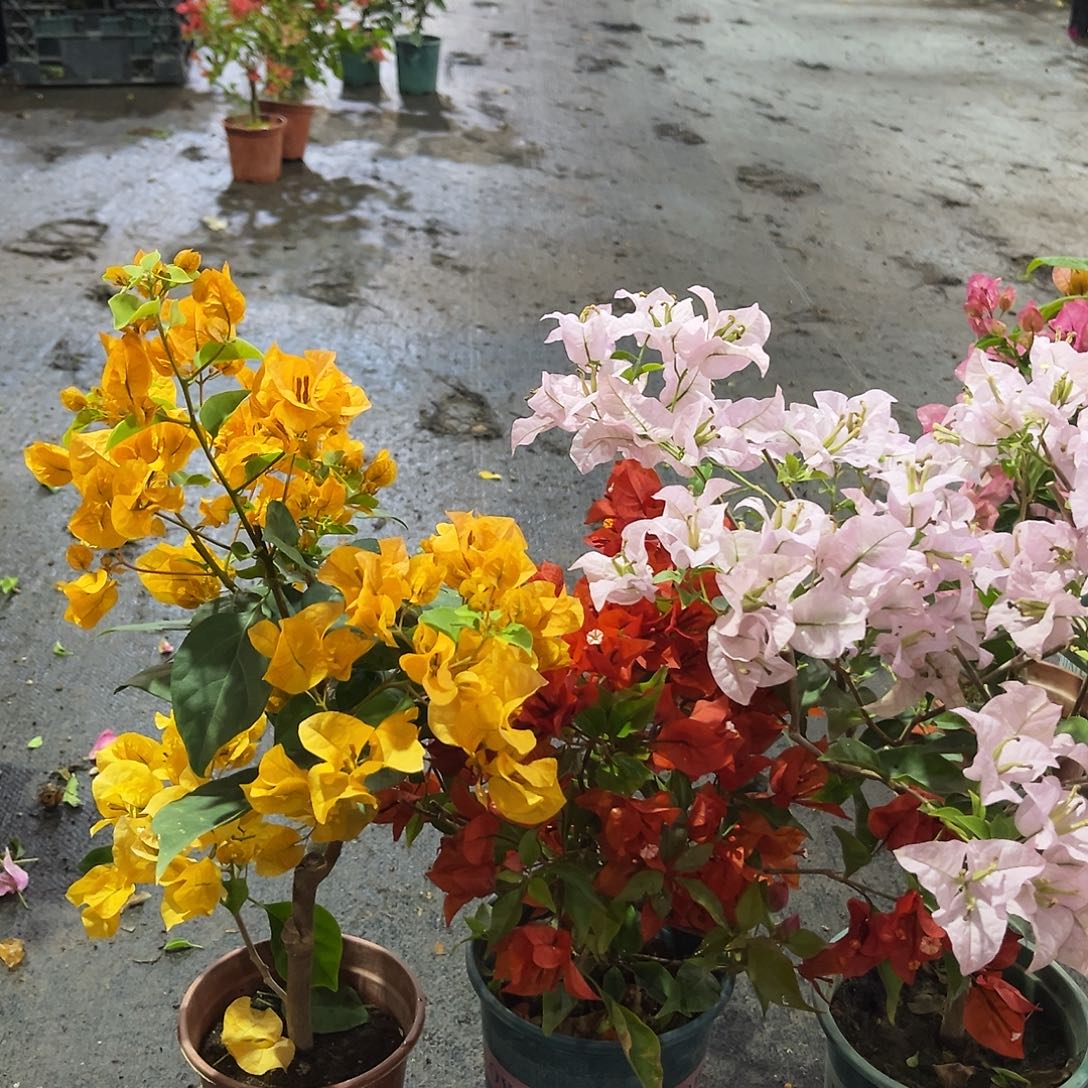 完全开放加州黄，红桑巴，苹果花