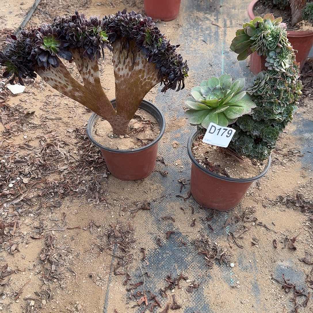 179欧紫万朵朵共2颗呀呀