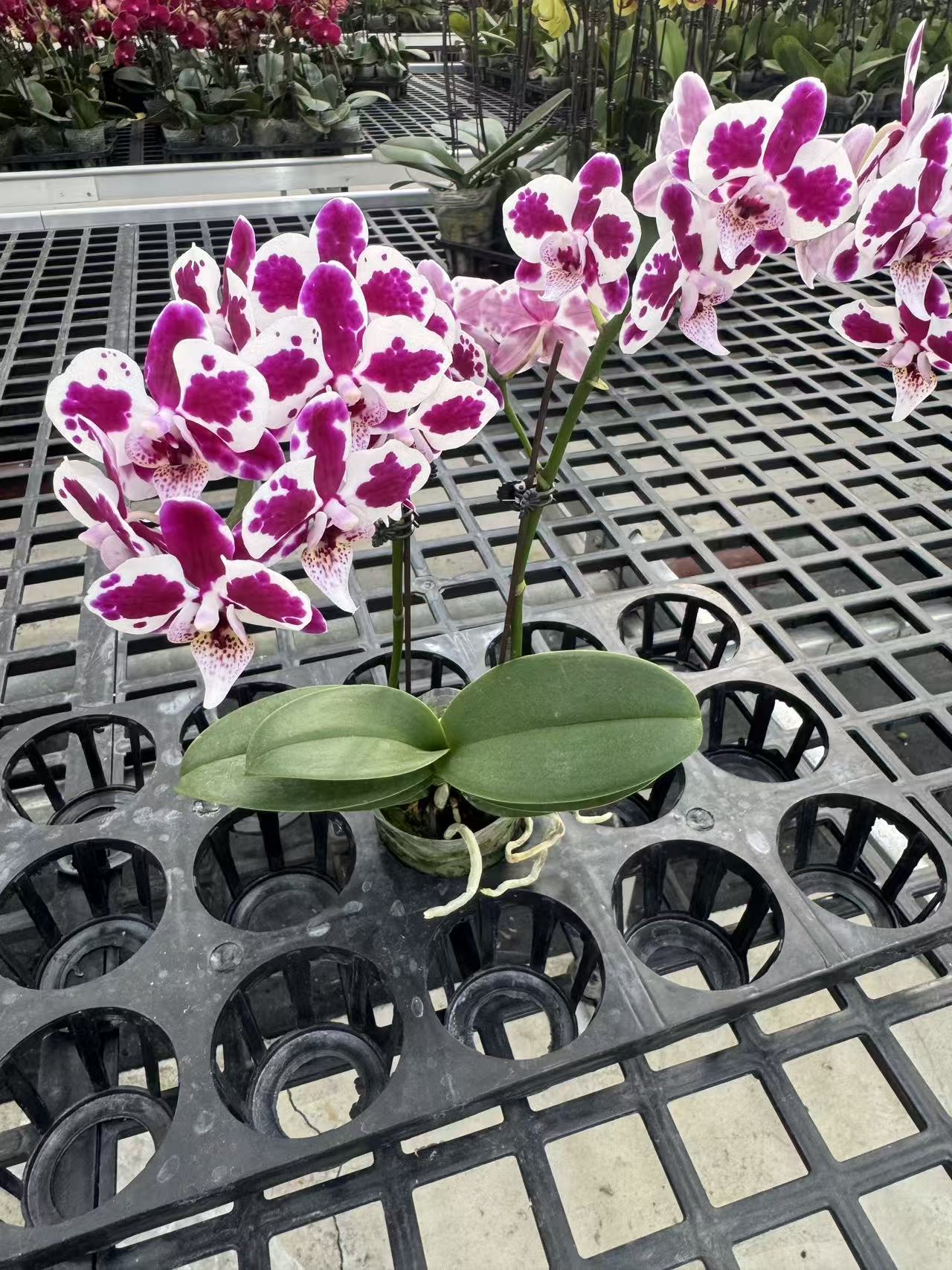 蝴蝶兰【白雪玉双3-6】鲜花盆栽室内观赏花花佛山基地直发好养易活