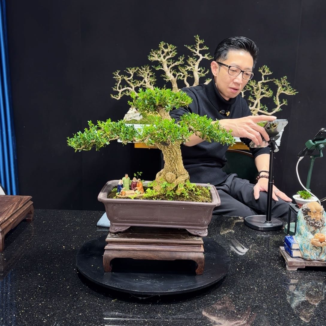 黄杨室内室外盆景艺术