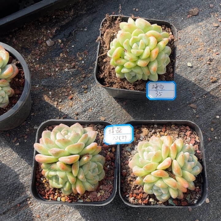 瑾***y冰玉多肉十方盆5头手捧3头