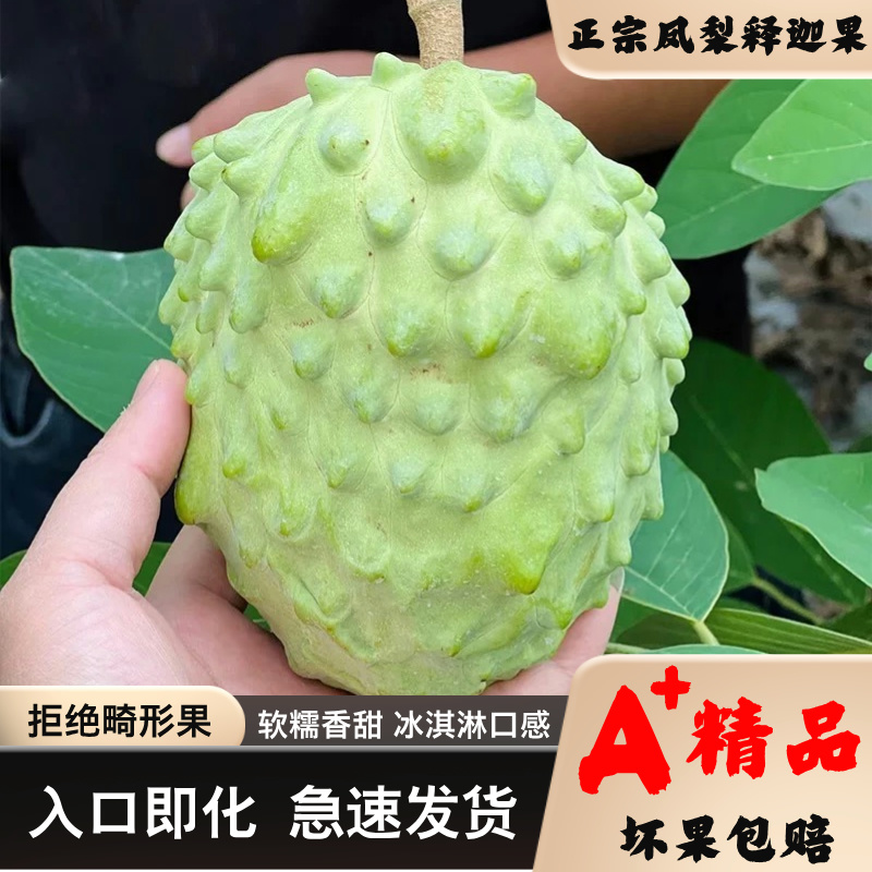 【礼盒装 送礼必备】云南凤梨牛奶释迦果佛头果软糯香甜入口即化