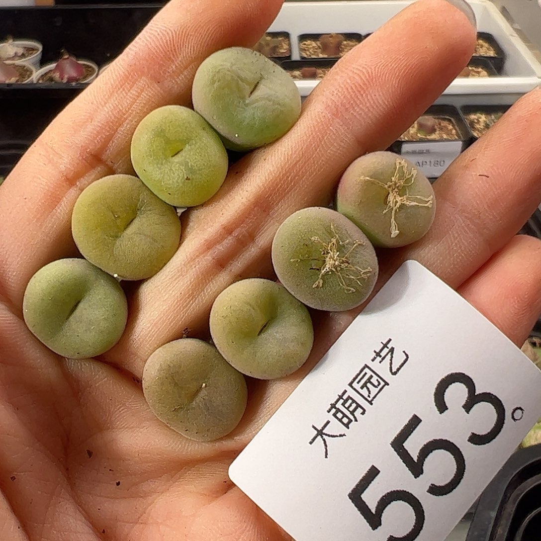 一物一拍        553