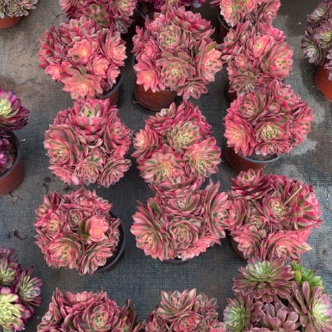 粉女巫量拍多肉（冠服16）