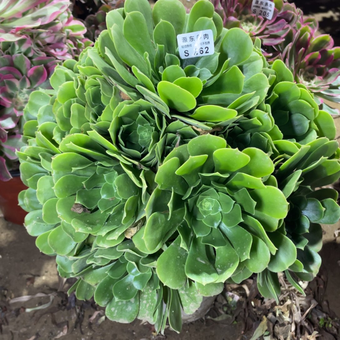 262绿杨蓉多肉法师断枝不包