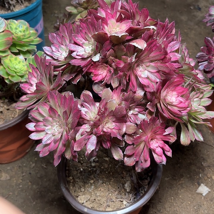 多肉植物法师雪姬20
