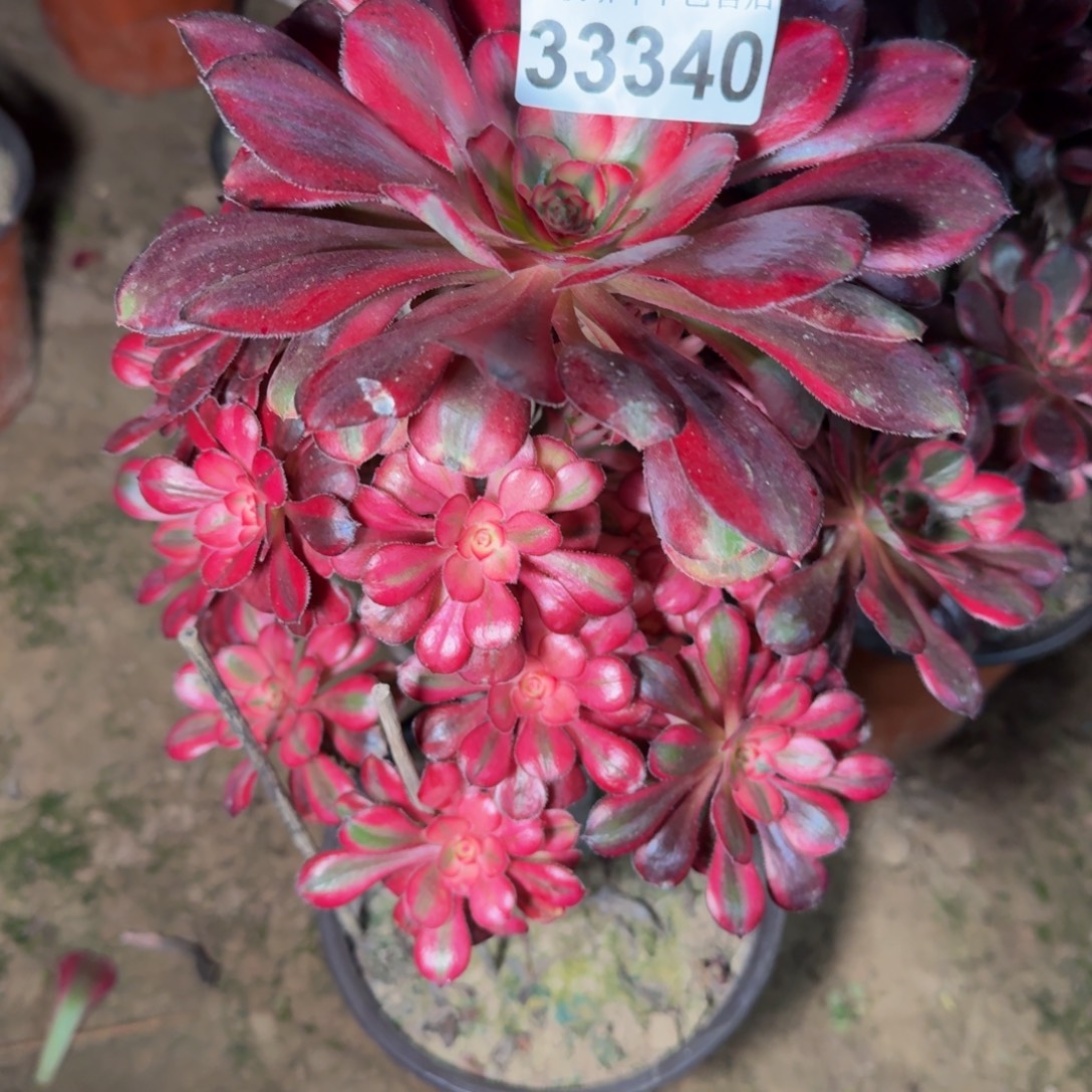 33340香奈儿杆歪多肉