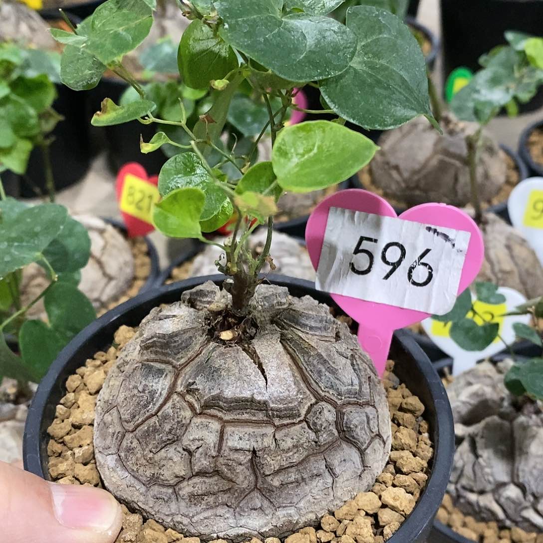 南非龟甲龙龟甲龙