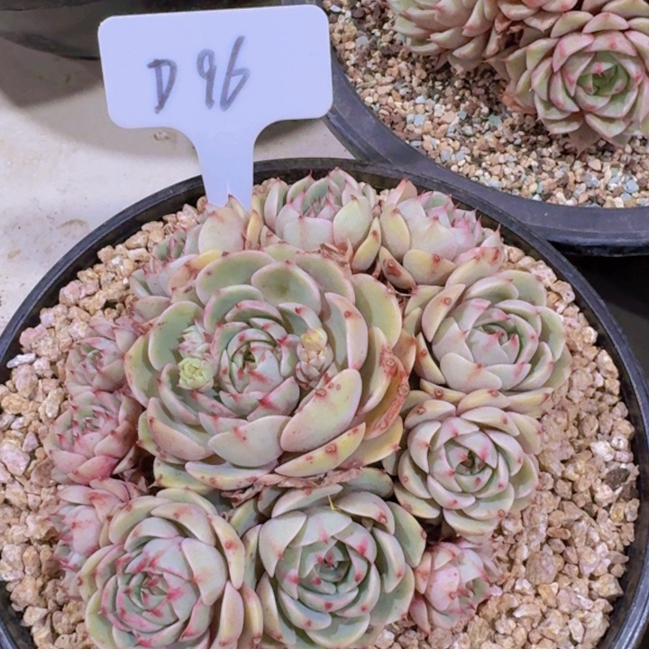 健健康康平平安安