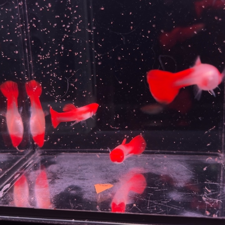 孔雀鱼鸿运当头压成3对