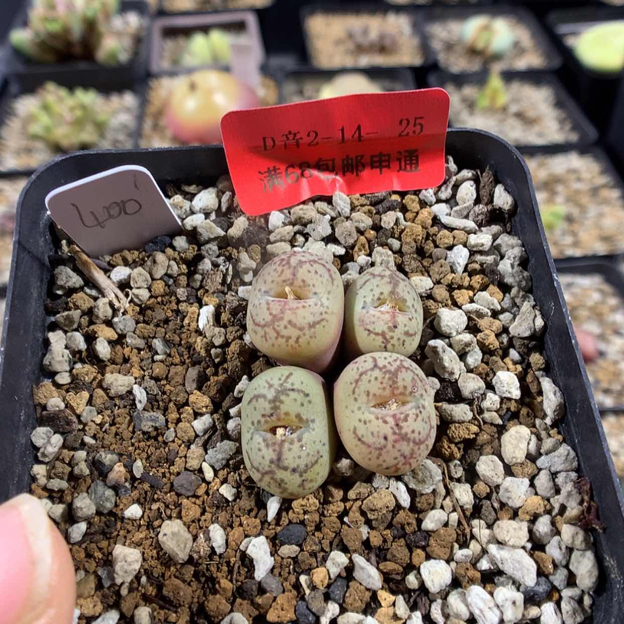 【闪购商品】2-14-23 情人节礼物猴杂一群214