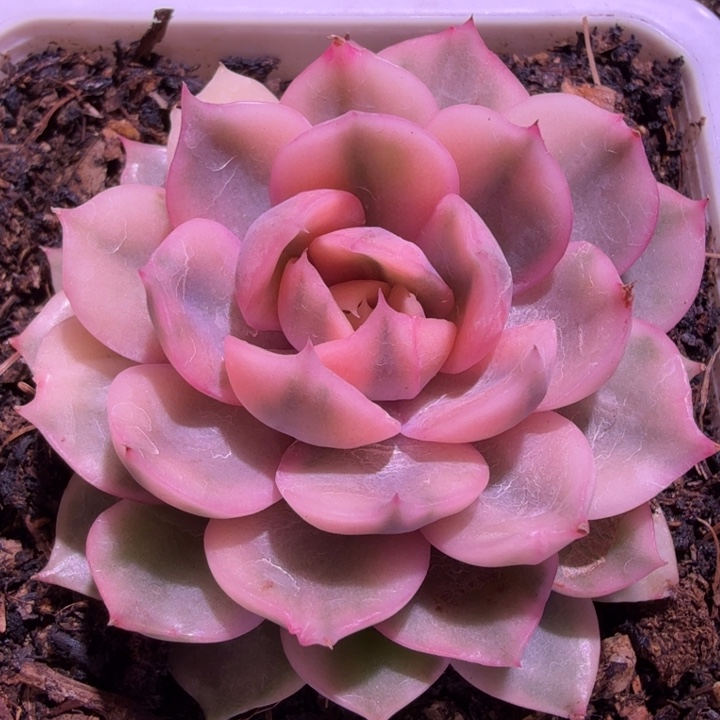 霓裳羽衣近多肉植物