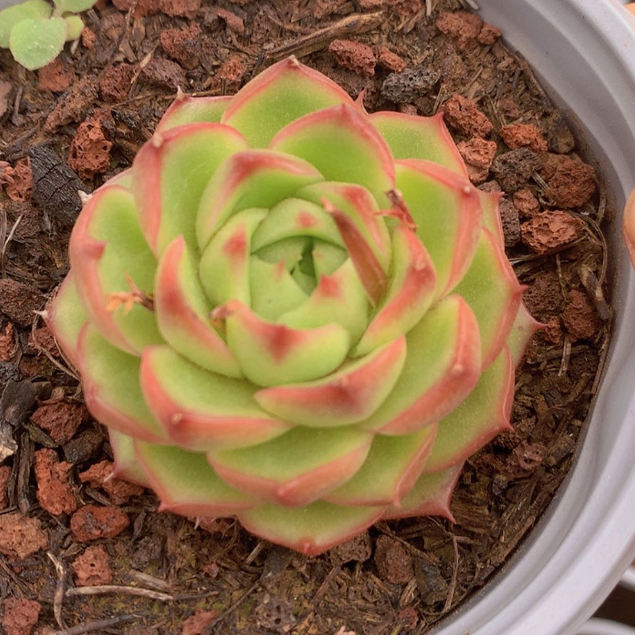 【闪购商品】云407