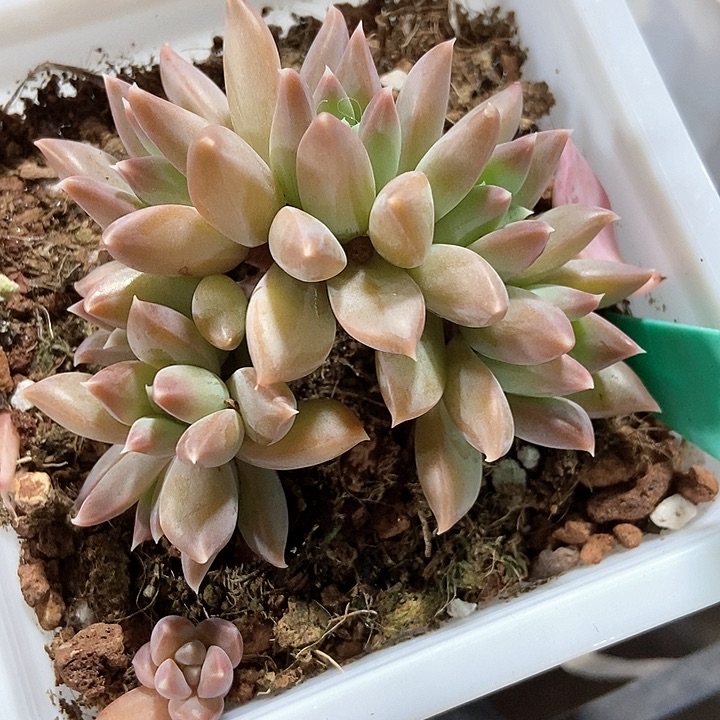 多肉植物幻影美人1885