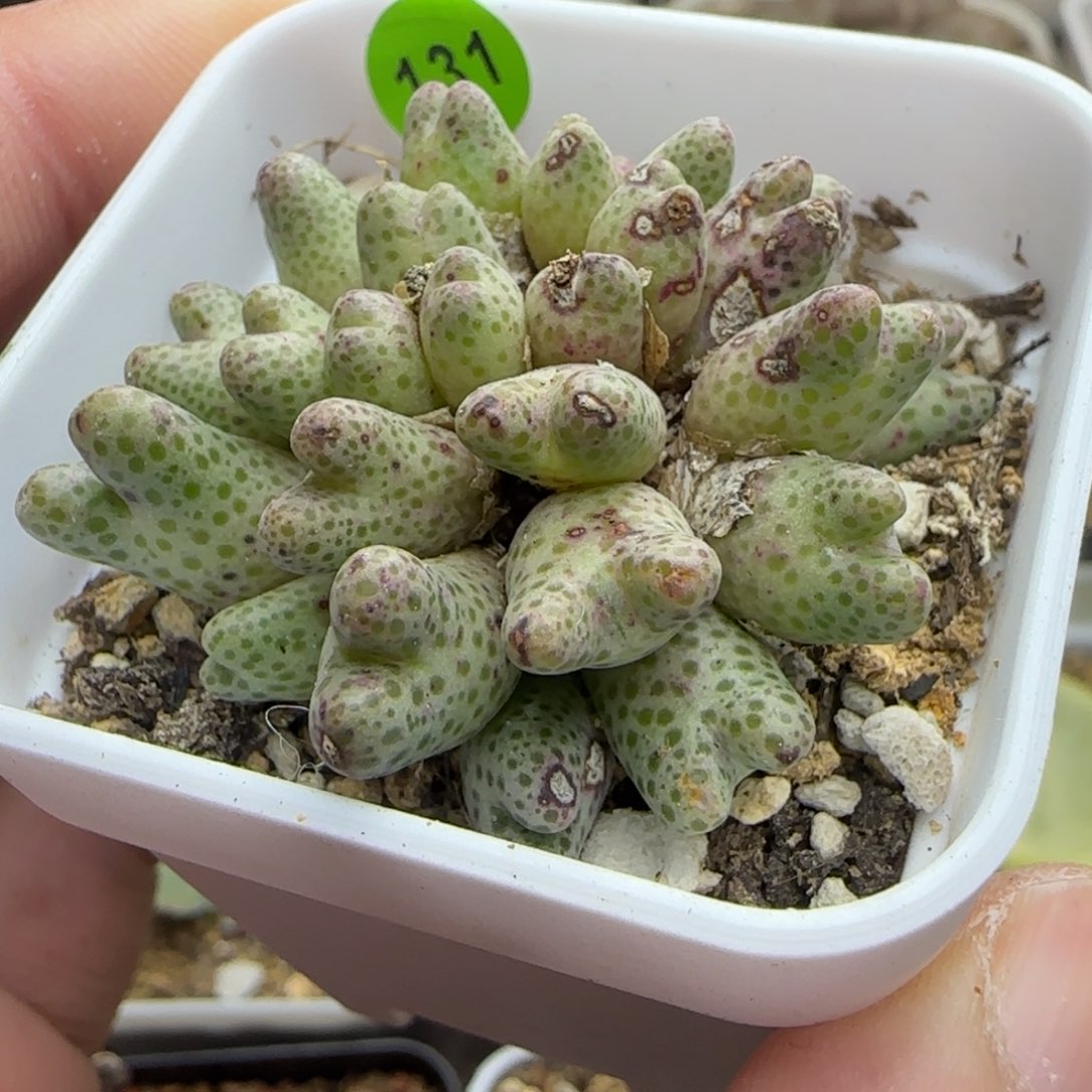 草莓斑马群34头多肉131