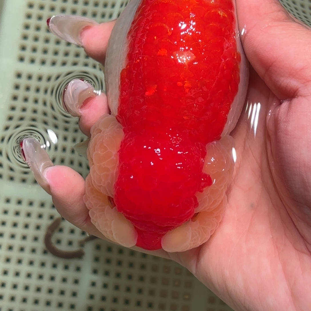 每***心金鱼拍包装包邮不拍包装运费到付