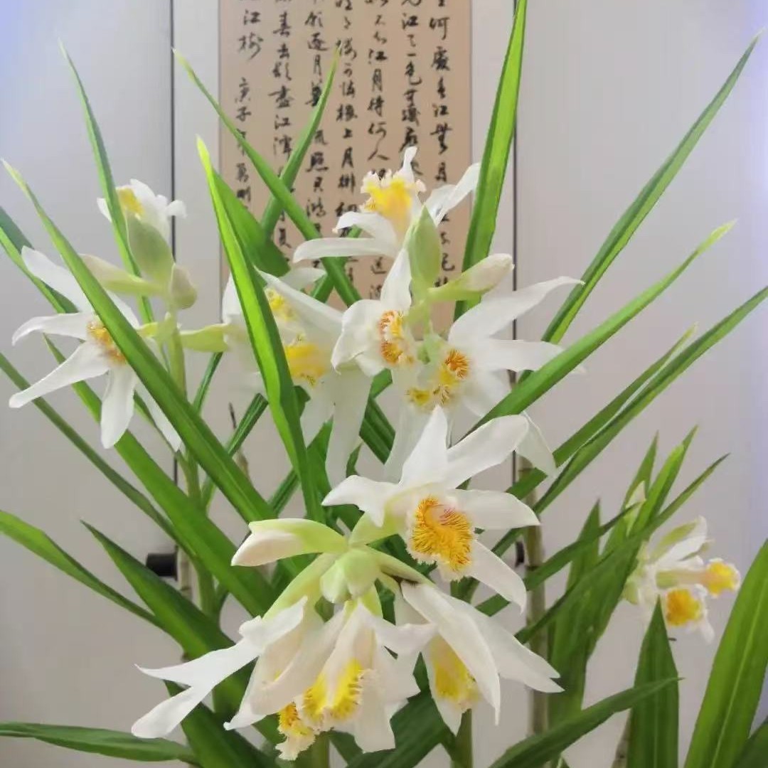 多品种浓香兰花盆栽适合室内客厅书房摆放的花卉绿植