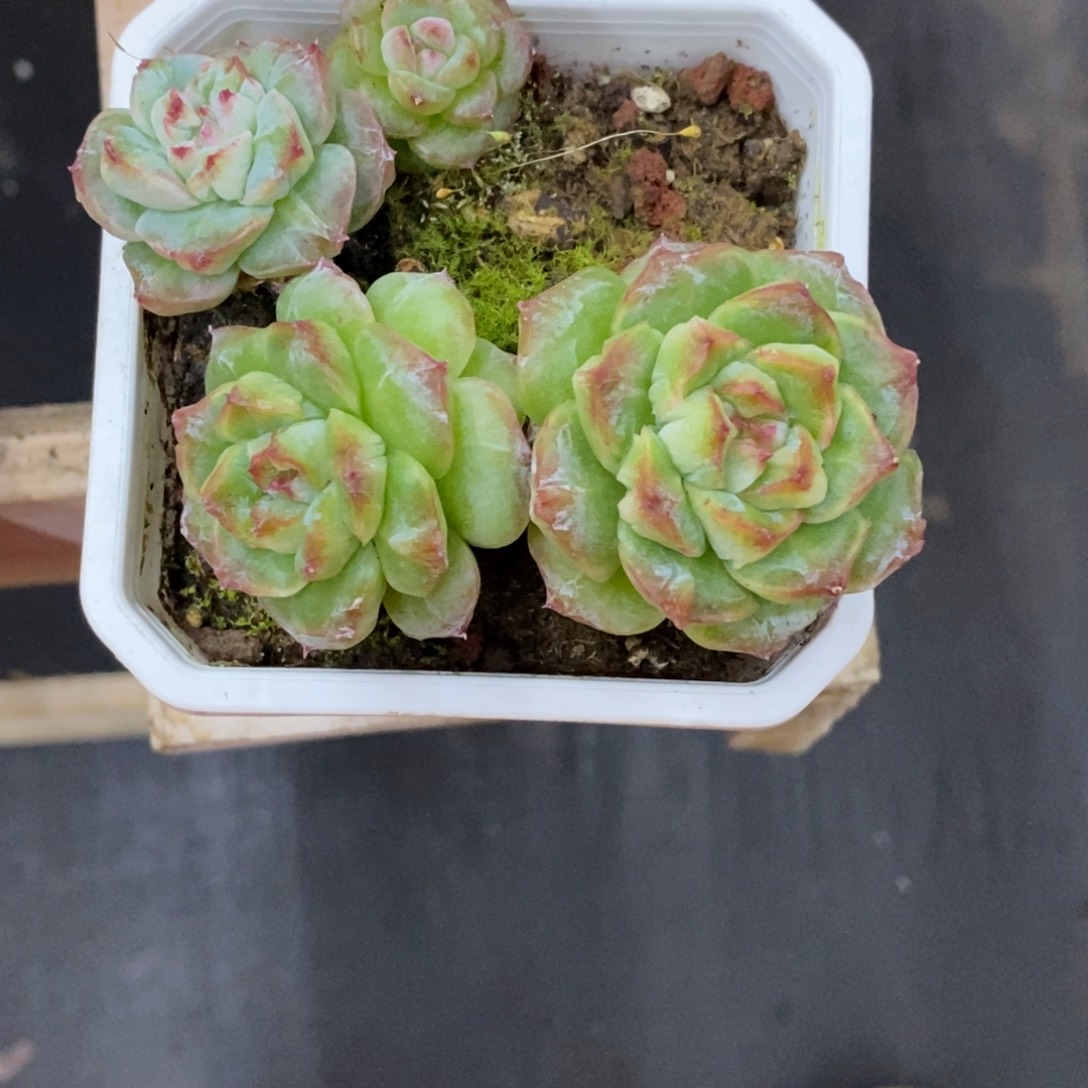 精品多肉一物拍不包整175