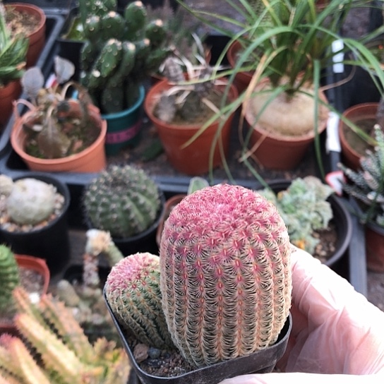 乖***沐无花朵红太阳带盆土包邮