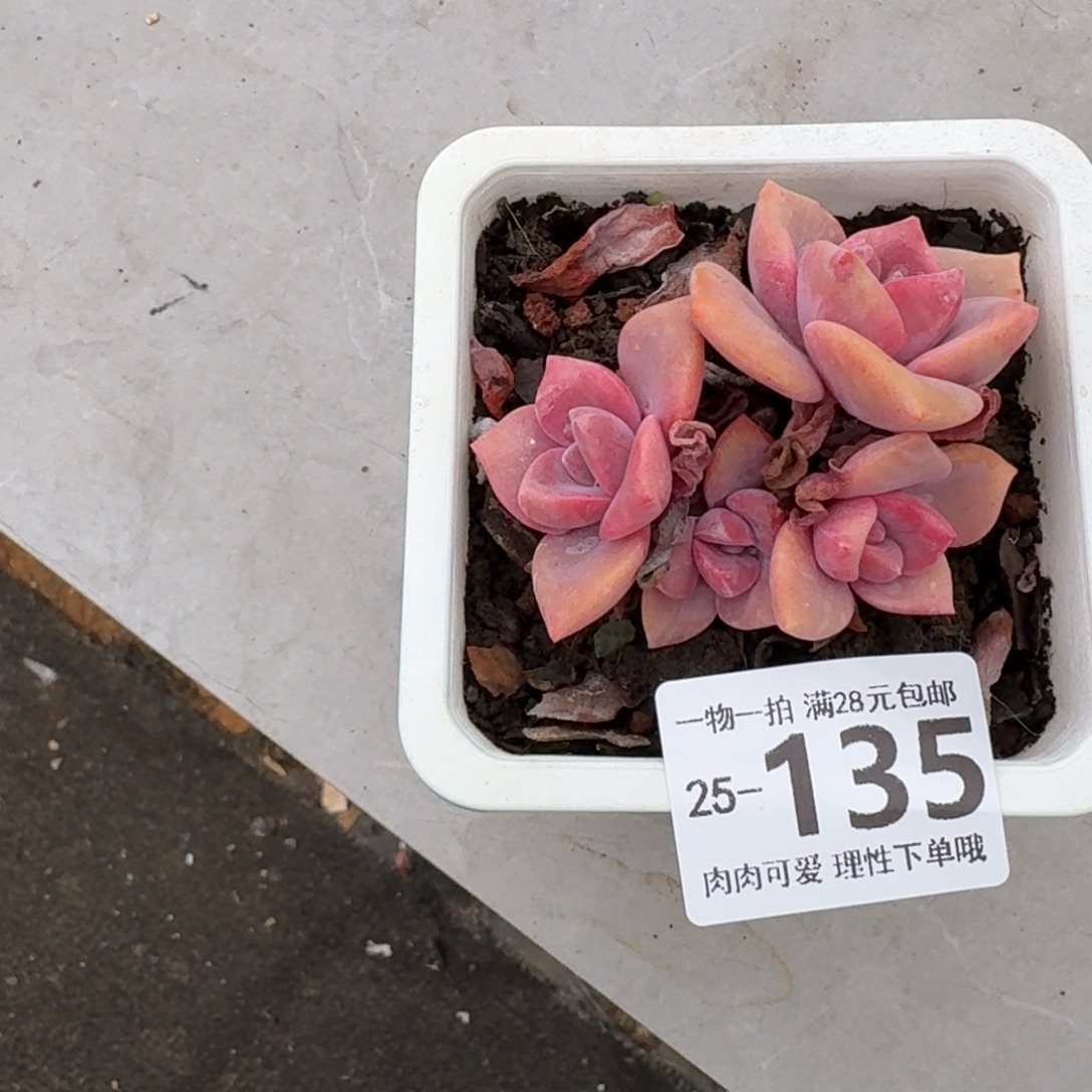 彩虹糖无盆土发货无