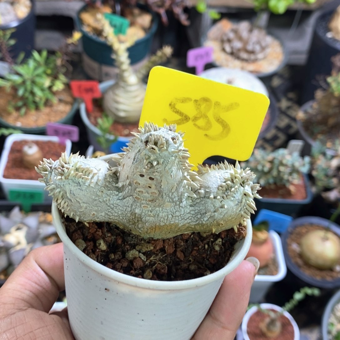 惠比须笑多肉植物