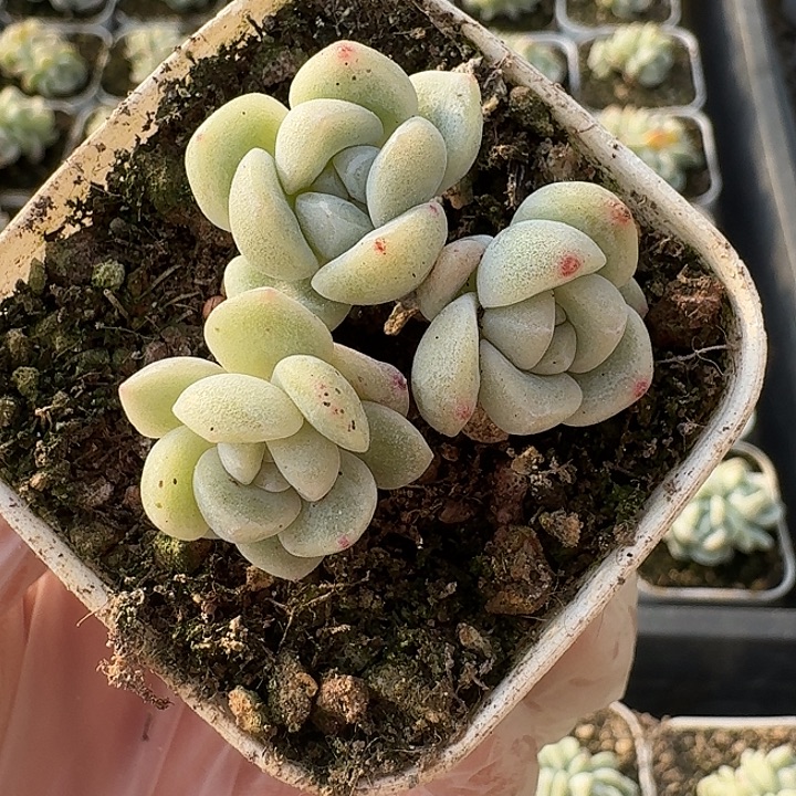 10颗三头冰玉群生35包邮