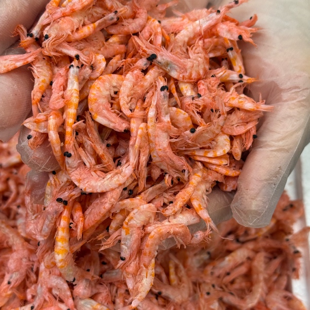 深海磷虾 1斤3斤 顺丰发货