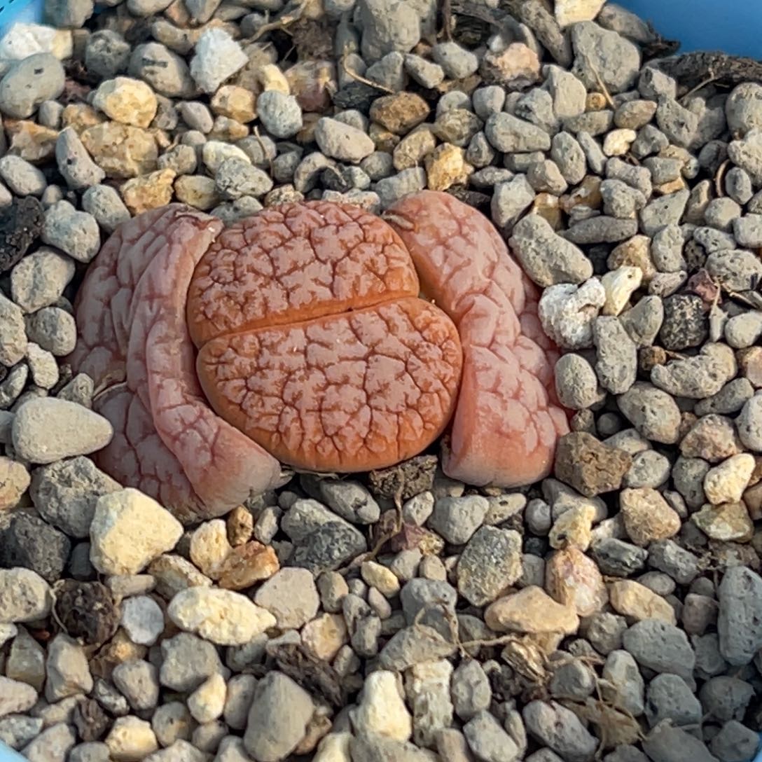 7881粉色睫毛拿铁一颗
