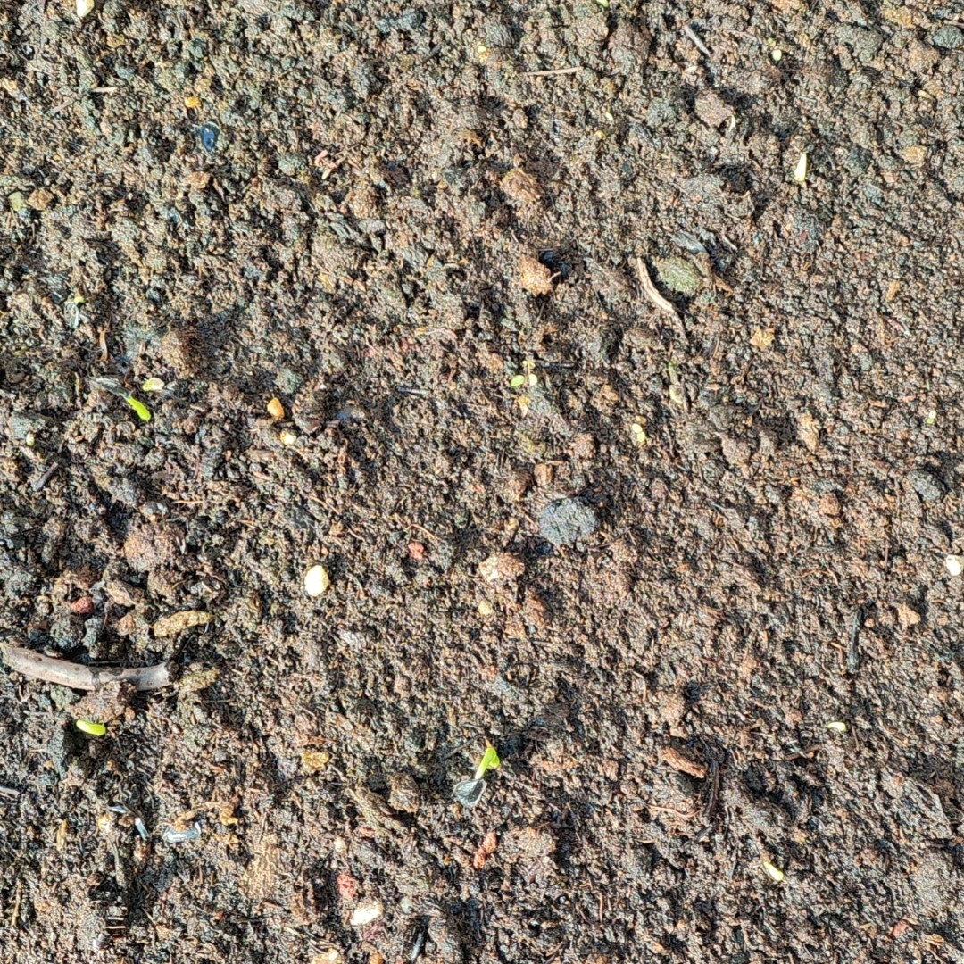 龙舌兰专拍链接脱土发货