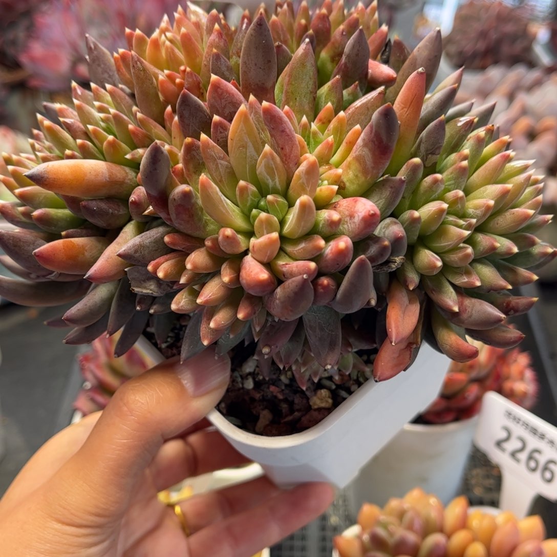 一***季2270 满30包邮，天冷地区必拍保温箱