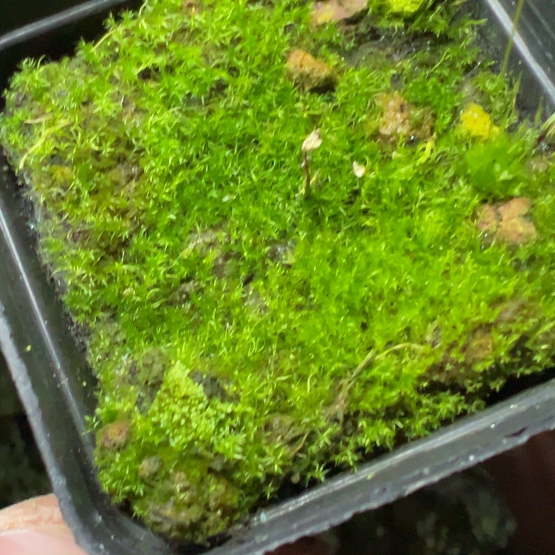 苔藓55杯好绿精品