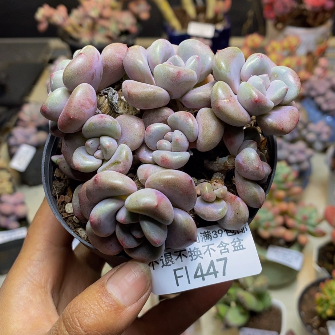 447花斑鹿多肉7c m