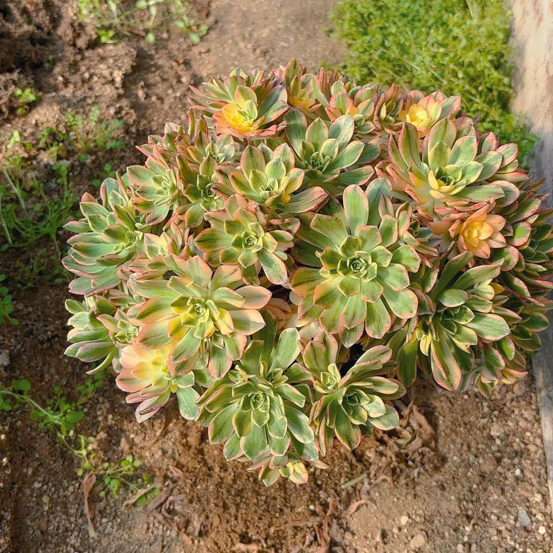 甜茶多肉植物老庄