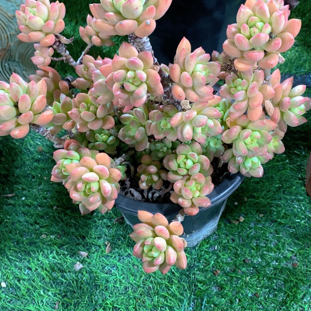 ****生多肉植物老桩大群